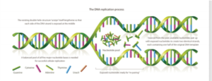 DNA